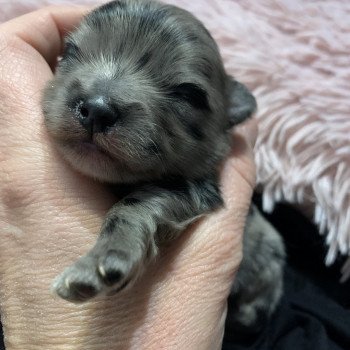 chiot Chihuahua Poil Long Black merle att yeux bleu Tiago Anna Chichi