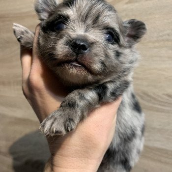 chiot Chihuahua Poil Long Black merle att yeux bleu Tiago Anna Chichi