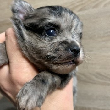 chiot Chihuahua Poil Long Black merle att yeux bleu Tiago Anna Chichi