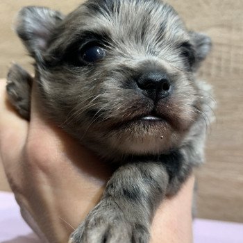 chiot Chihuahua Poil Long Black merle att yeux bleu Tiago Anna Chichi