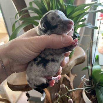 chiot Chihuahua Poil Long Black Merle et blc ATT yeux bleu Timéo Anna Chichi chiot Chihuahua Poil Long Black Merle et blc ATT yeux bleu Timéo Anna Chichi