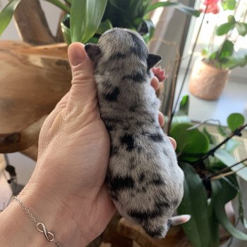 chiot Chihuahua Poil Long Black Merle et blc ATT yeux bleu Timéo Anna Chichi chiot Chihuahua Poil Long Black Merle et blc ATT yeux bleu Timéo Anna Chichi