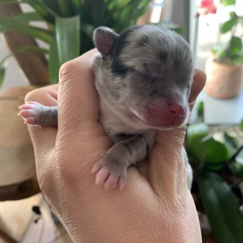 chiot Chihuahua Poil Long Black Merle et blc ATT yeux bleu Timéo Anna Chichi chiot Chihuahua Poil Long Black Merle et blc ATT yeux bleu Timéo Anna Chichi