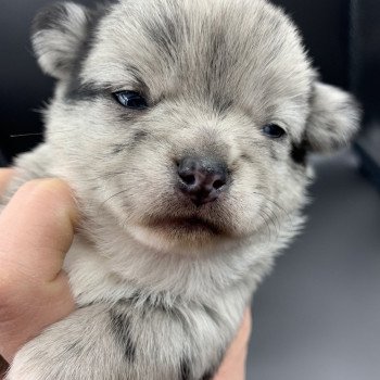 chiot Chihuahua Poil Long Black Merle et blc ATT yeux bleu Timéo Anna Chichi chiot Chihuahua Poil Long Black Merle et blc ATT yeux bleu Timéo Anna Chichi