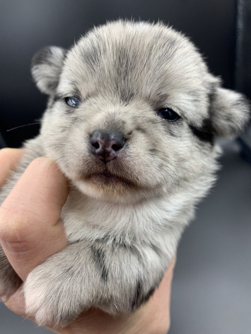 Timéo Mâle Chihuahua Poil Long Timéo Mâle Chihuahua Poil Long