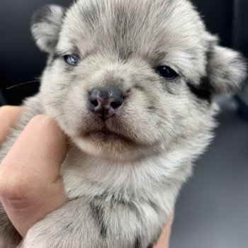 chiot Chihuahua Poil Long Black Merle et blc ATT yeux bleu Timéo Anna Chichi chiot Chihuahua Poil Long Black Merle et blc ATT yeux bleu Timéo Anna Chichi