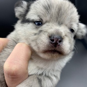 chiot Chihuahua Poil Long Black Merle et blc ATT yeux bleu Timéo Anna Chichi chiot Chihuahua Poil Long Black Merle et blc ATT yeux bleu Timéo Anna Chichi