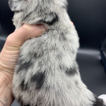 chiot Chihuahua Poil Long Black Merle et blc ATT yeux bleu Timéo Anna Chichi chiot Chihuahua Poil Long Black Merle et blc ATT yeux bleu Timéo Anna Chichi