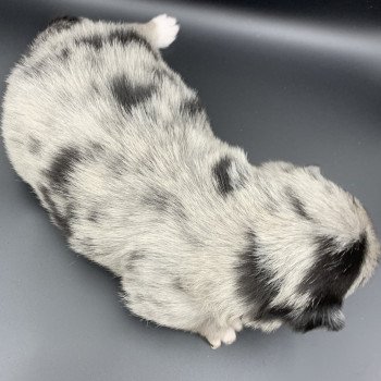 chiot Chihuahua Poil Long Black Merle et blc ATT yeux bleu Timéo Anna Chichi chiot Chihuahua Poil Long Black Merle et blc ATT yeux bleu Timéo Anna Chichi