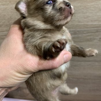 chiot Chihuahua Poil Long choco merle Tonya Anna Chichi