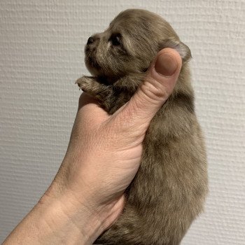 chiot Chihuahua Poil Long choco merle Tonya Anna Chichi