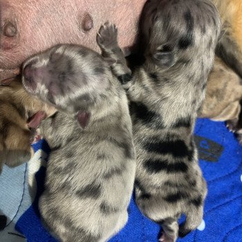 chiot Chihuahua Poil Long bleu merle Twan Anna Chichi