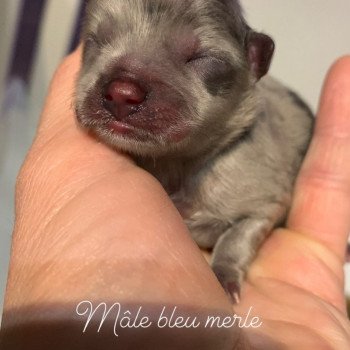 chiot Chihuahua Poil Long bleu merle Twan Anna Chichi