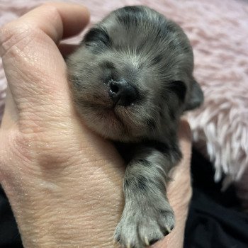 chiot Chihuahua Poil Long bleu merle Twan Anna Chichi