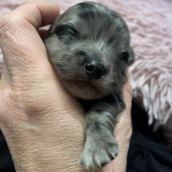 chiot Chihuahua Poil Long bleu merle Twan Anna Chichi