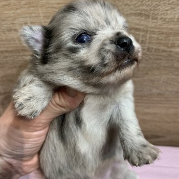 chiot Chihuahua Poil Long bleu merle att yeux bleu Twan Anna Chichi