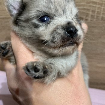 chiot Chihuahua Poil Long bleu merle att yeux bleu Twan Anna Chichi