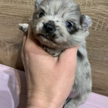 chiot Chihuahua Poil Long bleu merle att yeux bleu Twan Anna Chichi