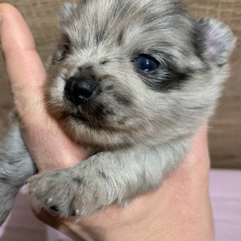 chiot Chihuahua Poil Long bleu merle att yeux bleu Twan Anna Chichi