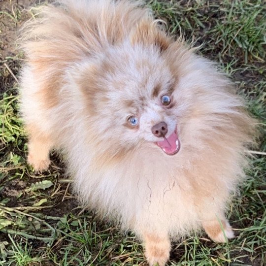 chien Spitz allemand choco merle yeux bleu particolores LEGO GO Anna Chichi
