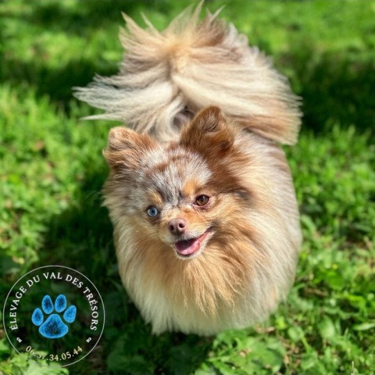 Lucky Mâle Spitz allemand