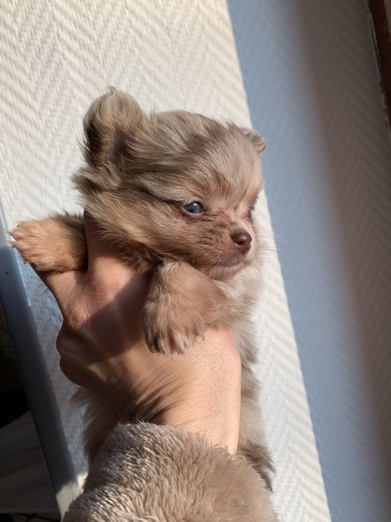 Lucky Mâle Spitz allemand Lucky Mâle Spitz allemand