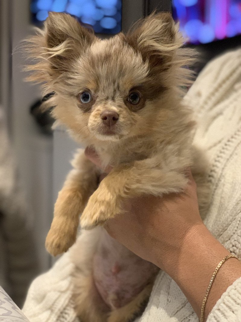Lucky Mâle Spitz allemand Lucky Mâle Spitz allemand