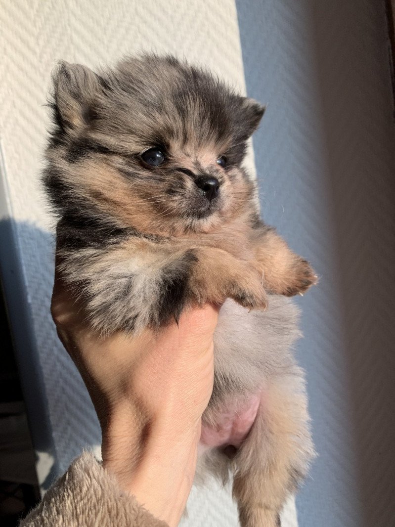 Starlette Femelle Spitz allemand Starlette Femelle Spitz allemand