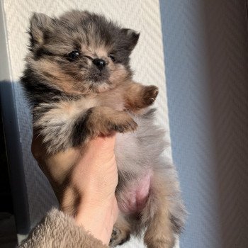chiot Spitz allemand black merle et tan Starlette Anna Chichi chiot Spitz allemand black merle et tan Starlette Anna Chichi