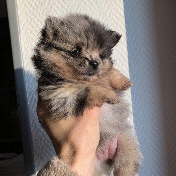 chiot Spitz allemand black merle et tan Starlette Anna Chichi chiot Spitz allemand black merle et tan Starlette Anna Chichi