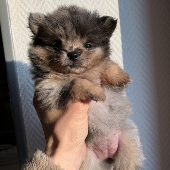 chiot Spitz allemand black merle et tan Starlette Anna Chichi chiot Spitz allemand black merle et tan Starlette Anna Chichi
