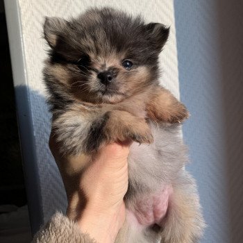 chiot Spitz allemand black merle et tan Starlette Anna Chichi chiot Spitz allemand black merle et tan Starlette Anna Chichi