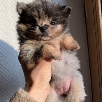 chiot Spitz allemand black merle et tan Starlette Anna Chichi chiot Spitz allemand black merle et tan Starlette Anna Chichi
