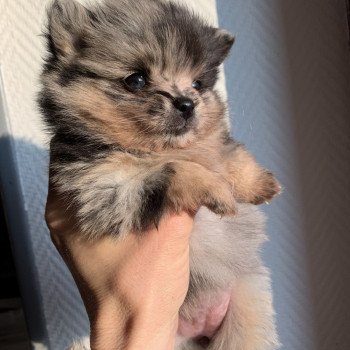 chiot Spitz allemand black merle et tan Starlette Anna Chichi chiot Spitz allemand black merle et tan Starlette Anna Chichi