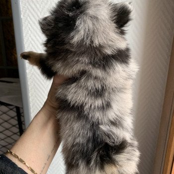 chiot Spitz allemand black merle et tan Starlette Anna Chichi chiot Spitz allemand black merle et tan Starlette Anna Chichi