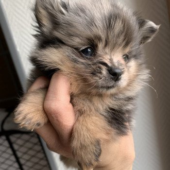 chiot Spitz allemand black merle et tan Starlette Anna Chichi chiot Spitz allemand black merle et tan Starlette Anna Chichi