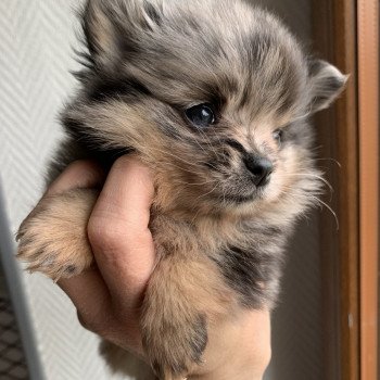 chiot Spitz allemand black merle et tan Starlette Anna Chichi chiot Spitz allemand black merle et tan Starlette Anna Chichi