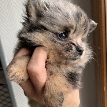 chiot Spitz allemand black merle et tan Starlette Anna Chichi chiot Spitz allemand black merle et tan Starlette Anna Chichi