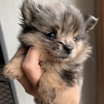 chiot Spitz allemand black merle et tan Starlette Anna Chichi chiot Spitz allemand black merle et tan Starlette Anna Chichi