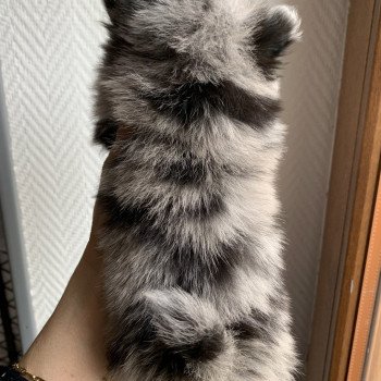 chiot Spitz allemand black merle et tan Starlette Anna Chichi chiot Spitz allemand black merle et tan Starlette Anna Chichi