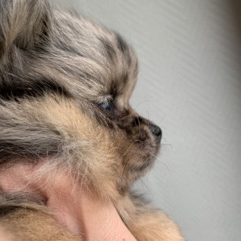 chiot Spitz allemand black merle et tan Starlette Anna Chichi chiot Spitz allemand black merle et tan Starlette Anna Chichi