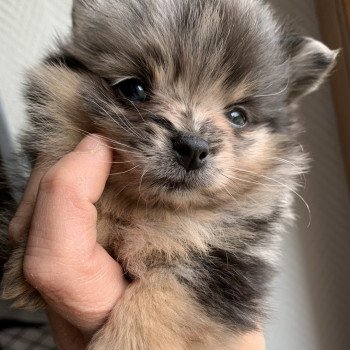 chiot Spitz allemand black merle et tan Starlette Anna Chichi chiot Spitz allemand black merle et tan Starlette Anna Chichi