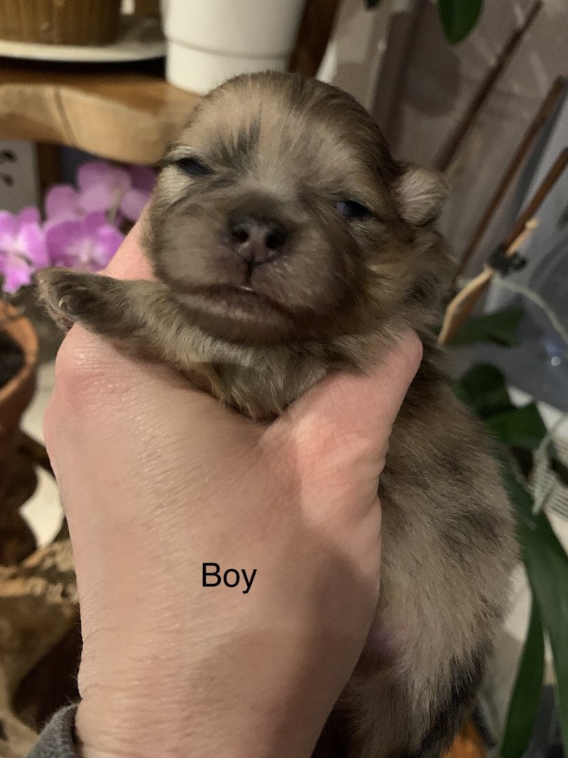 Sweet Heart Mâle Spitz allemand Sweet Heart Mâle Spitz allemand