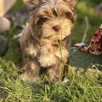 chien Yorkshire terrier Choco merle diamond Enzo Anna Chichi