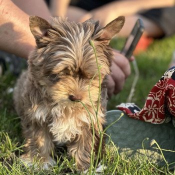 chien Yorkshire terrier Choco merle diamond Enzo Anna Chichi