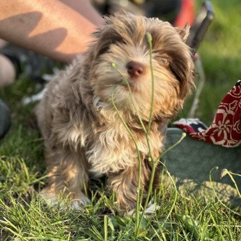 chien Yorkshire terrier Choco merle diamond Enzo Anna Chichi