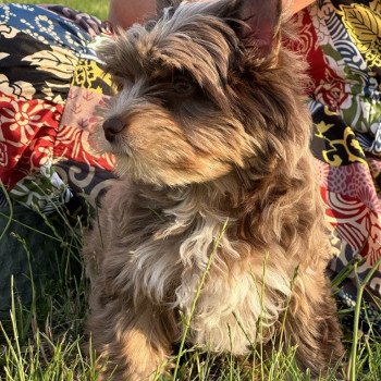 chien Yorkshire terrier Choco merle diamond Enzo Anna Chichi