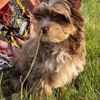 chien Yorkshire terrier Choco merle diamond Enzo Anna Chichi