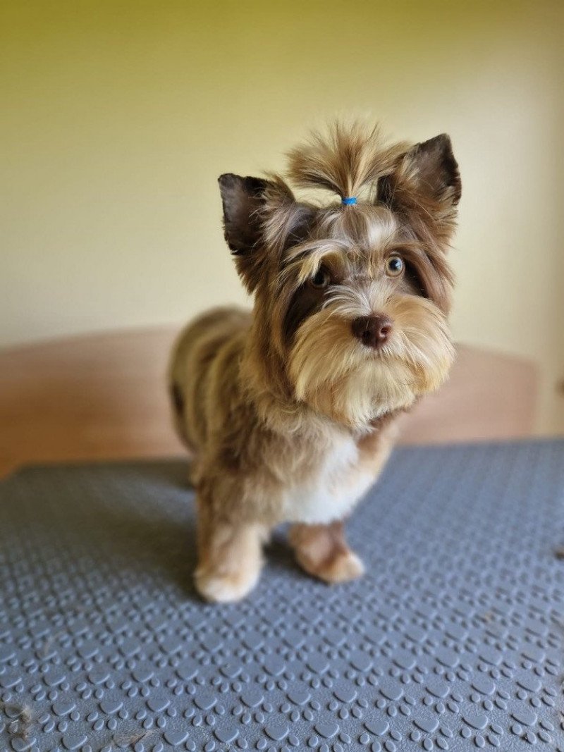 Enzo Mâle Yorkshire terrier Enzo Mâle Yorkshire terrier