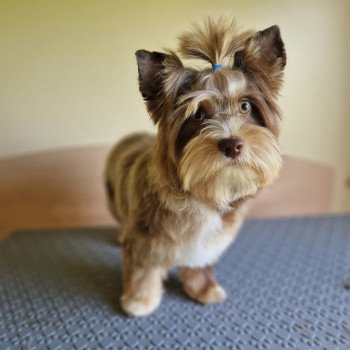 Enzo Mâle Yorkshire terrier